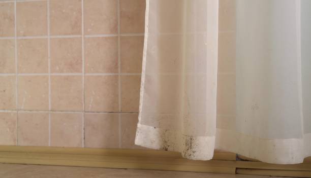 Best Mold Odor Removal Services  in South Bradenton, FL