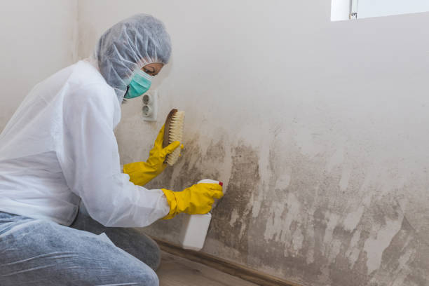 Professional Mold Removal in South Bradenton, FL