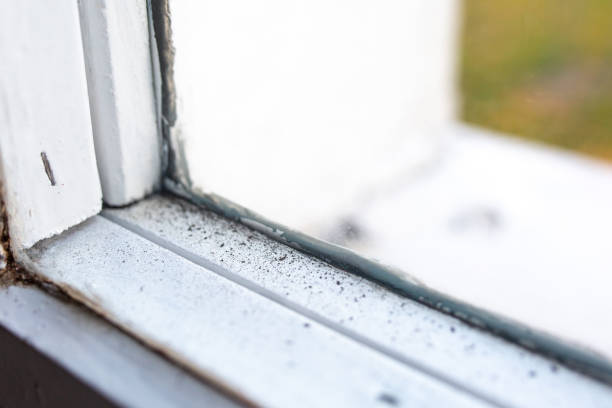 Best Mold Prevention Services  in South Bradenton, FL