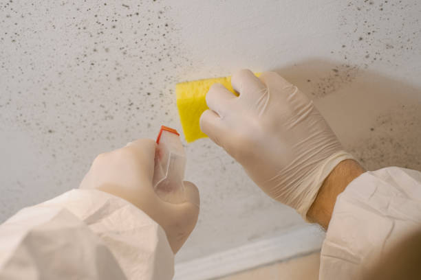 Best Environmental Consulting for Mold Prevention  in South Bradenton, FL