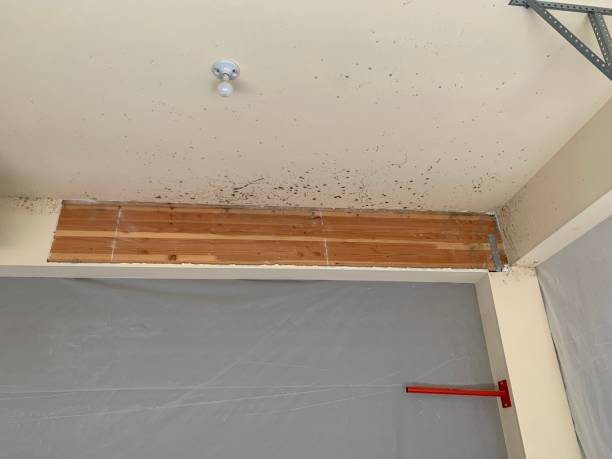 Best Comprehensive Air Testing for Mold Contaminants  in South Bradenton, FL